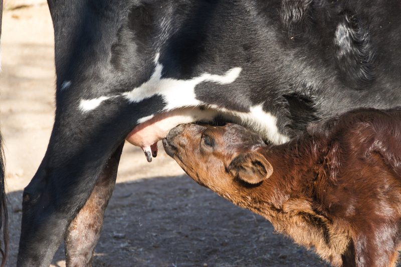 Calf feeder, 20 teat, photo 1