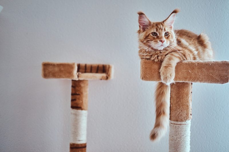 Cat tree, tall, photo 1