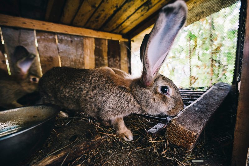 Rabbit hutch, photo 1